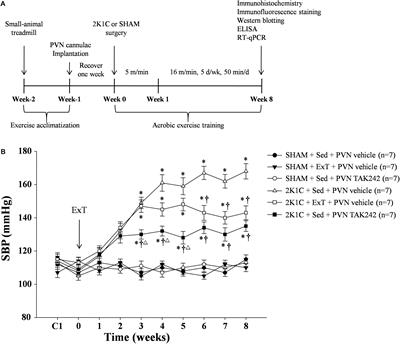 Exercise Training Attenuates Hypertension Through TLR4/MyD88/NF-κB Signaling in the Hypothalamic Paraventricular Nucleus